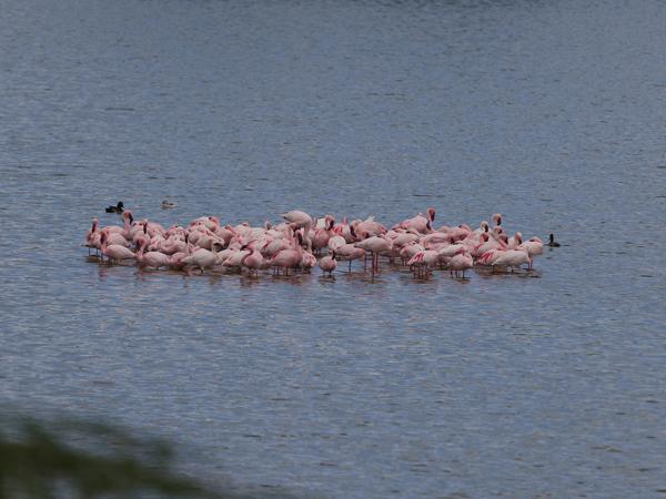 <h3><a href="/trips/tanzania/biota/animalia/chordata/aves/012 phoenicopteriformes/001 phoenicopteridae/phoeniconaias minor/phoeniconaias minor-nl.html">Phoeniconaias&nbsp;minor</a> / Lesser&nbsp;flamingo / Kleine&nbsp;flamingo</h3>OM-1 Mark II met OLYMPUS M.150-400mm F4.5, 1/2000 sec  bij F4.5, ISO 200, afstand 127&nbsp;m
